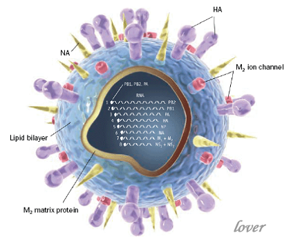 H7N9еĿ֪R